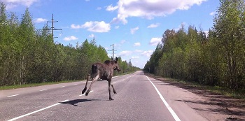 Осторожно, лоси!.