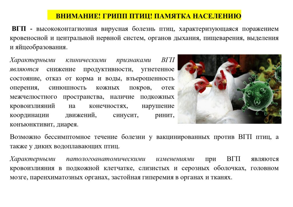 Грипп птиц болезнь. Болезни птиц грипп птиц. Птичий грипп памятка. Внимание птичий грипп.